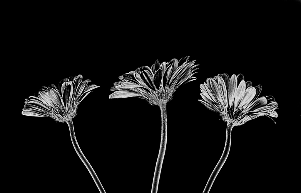 Three Gerebera Daisys_solarized_Calabasas_CA_2025.jpg