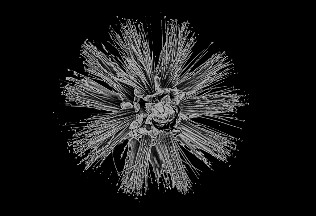 Bottlebrush_solarized_Calabasas_CA_2025.jpg
