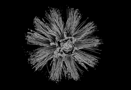 Bottlebrush_solarized_Calabasas_CA_2025.jpg