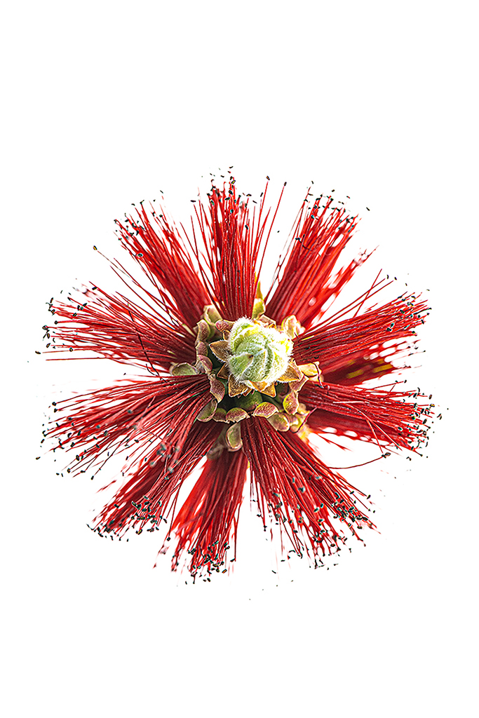 Bottlebrush_Calabasas_CA_2025.jpg